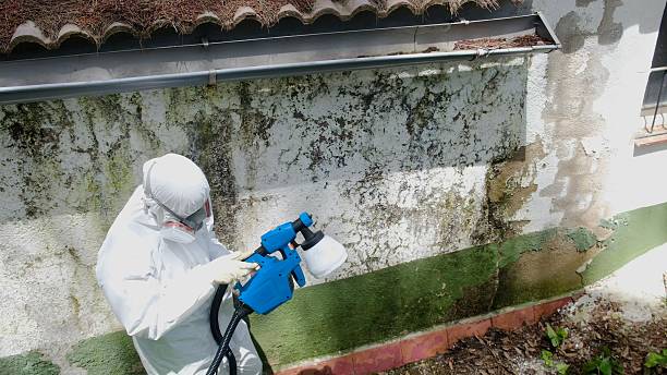 Trusted Black Mold Removal service in Unionville, TN - Cheap Mold Removal